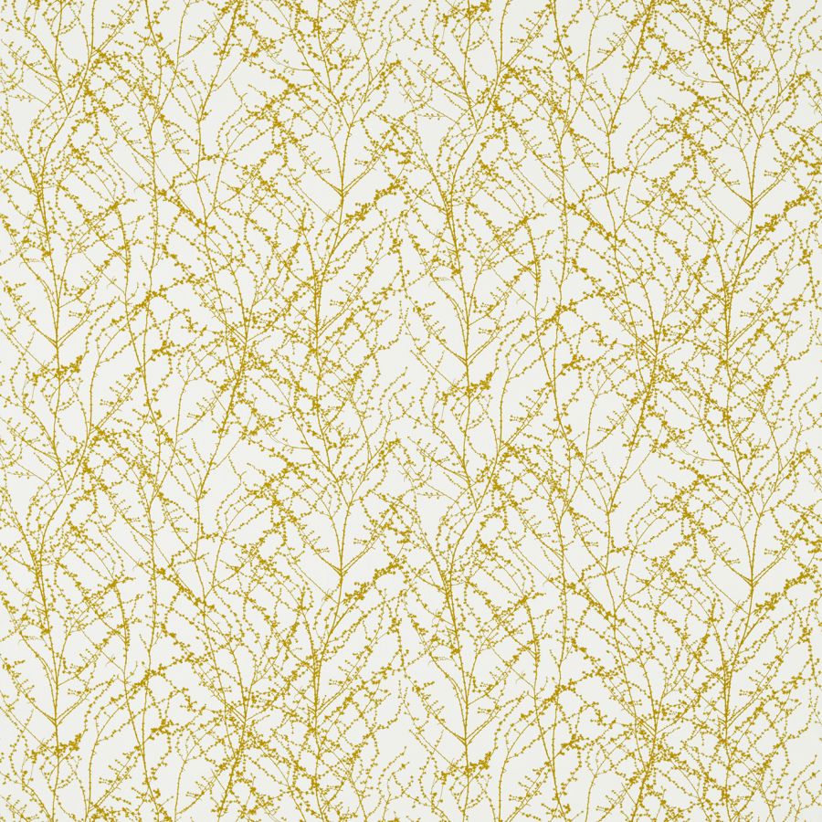 Seriphium 120626