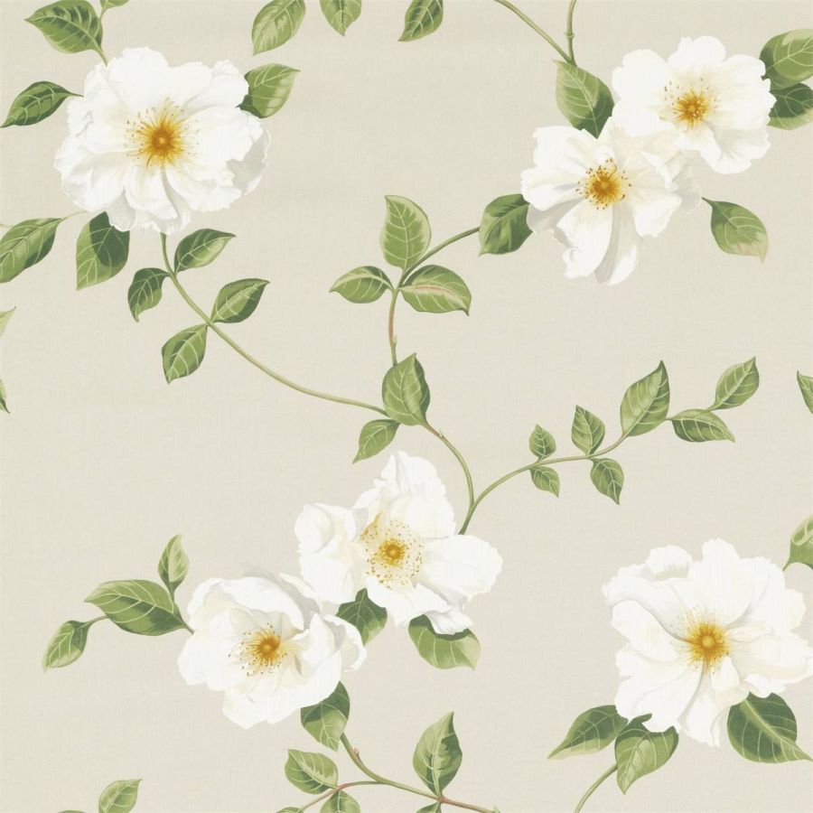 Poet's Rose 226738