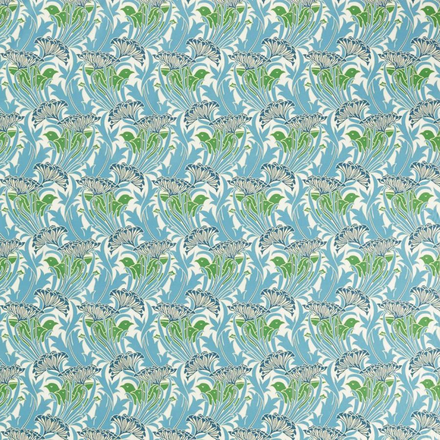 Laceflower 227229