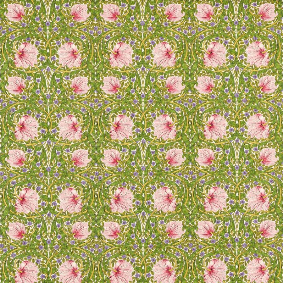 Pimpernel 227214