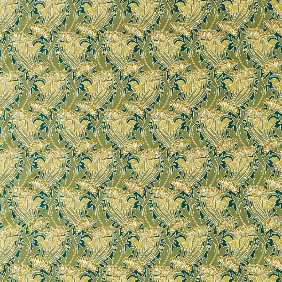 Laceflower 227228
