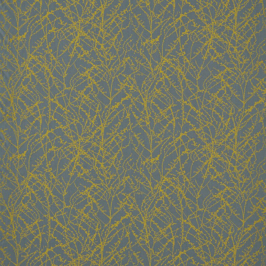 Seriphium 120627
