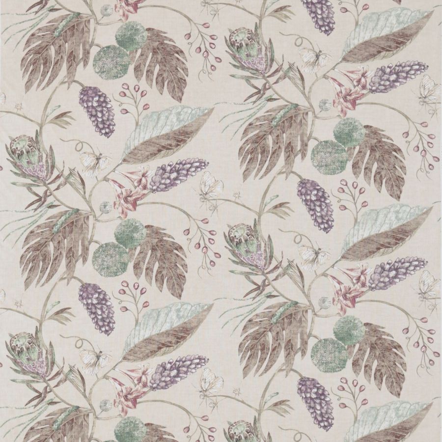 Amborella 120423